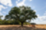 oak-with-green-foliage-growing-middle-field.jpg