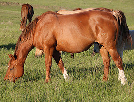 Shiners Rosett.JPG