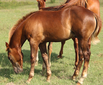 26CPQ2
