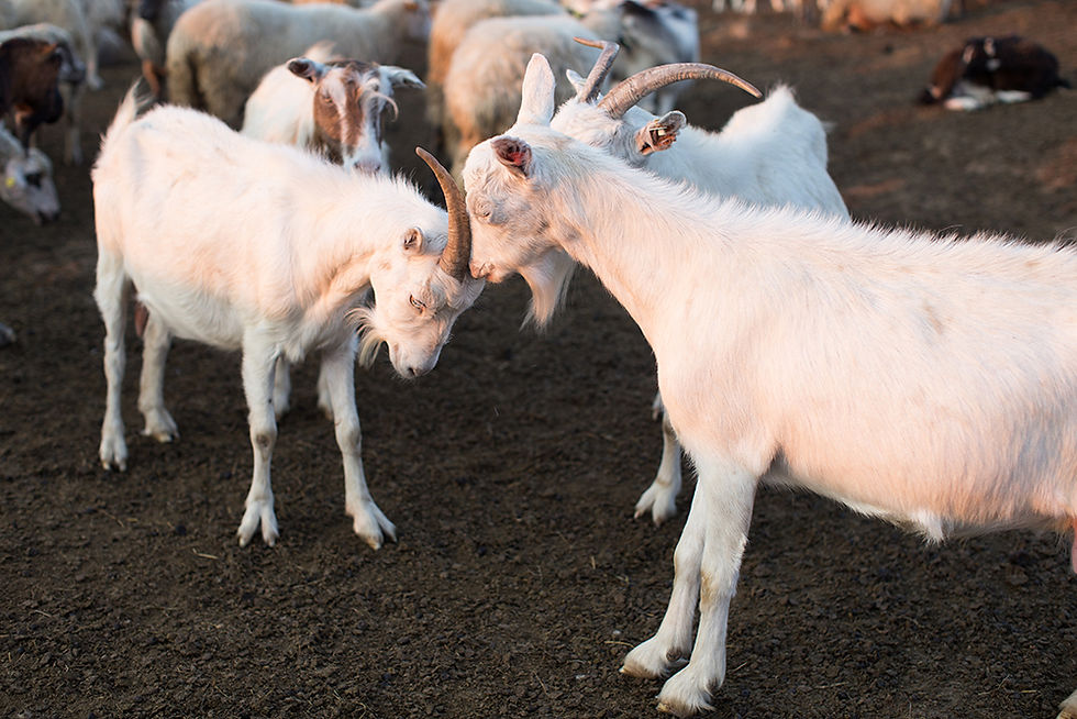 Milking the sheep and goats at sunset