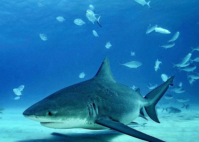 tiburon toro en playa del carmen