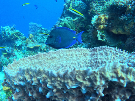¿Dónde bucear en México?: En el segundo arrecife de coral más grande del mundo.