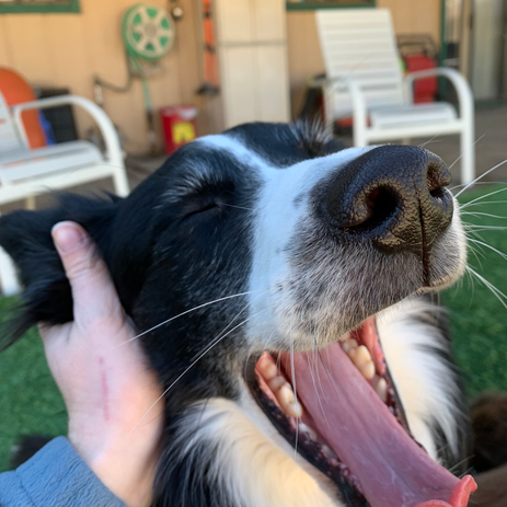 chuck, teer dog.HEIC
