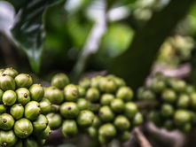 Türkiye de kahve yetişir mi