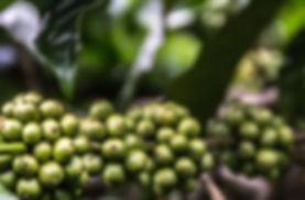 green plants