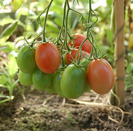 tomatoes-950723_1920.jpg
