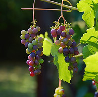 grapes-1659118_1920.jpg