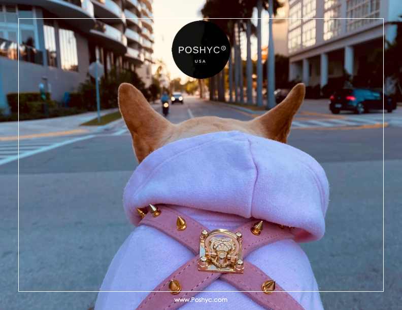 01 Cross Harness Catalog retail Poshyc 2022.png