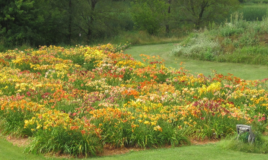 Main daylily bed at Uncanoonuc Daylilies located in Prior Lake, MN. We sell daylily seeds.