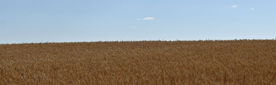 A late summer wheat field in the RM of Old Post in southern Saskatchewan.