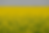 Canola Field