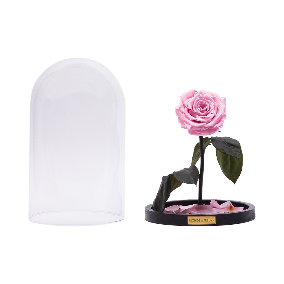La Belle Monde Des Fleurs Rose Rosa im Glas