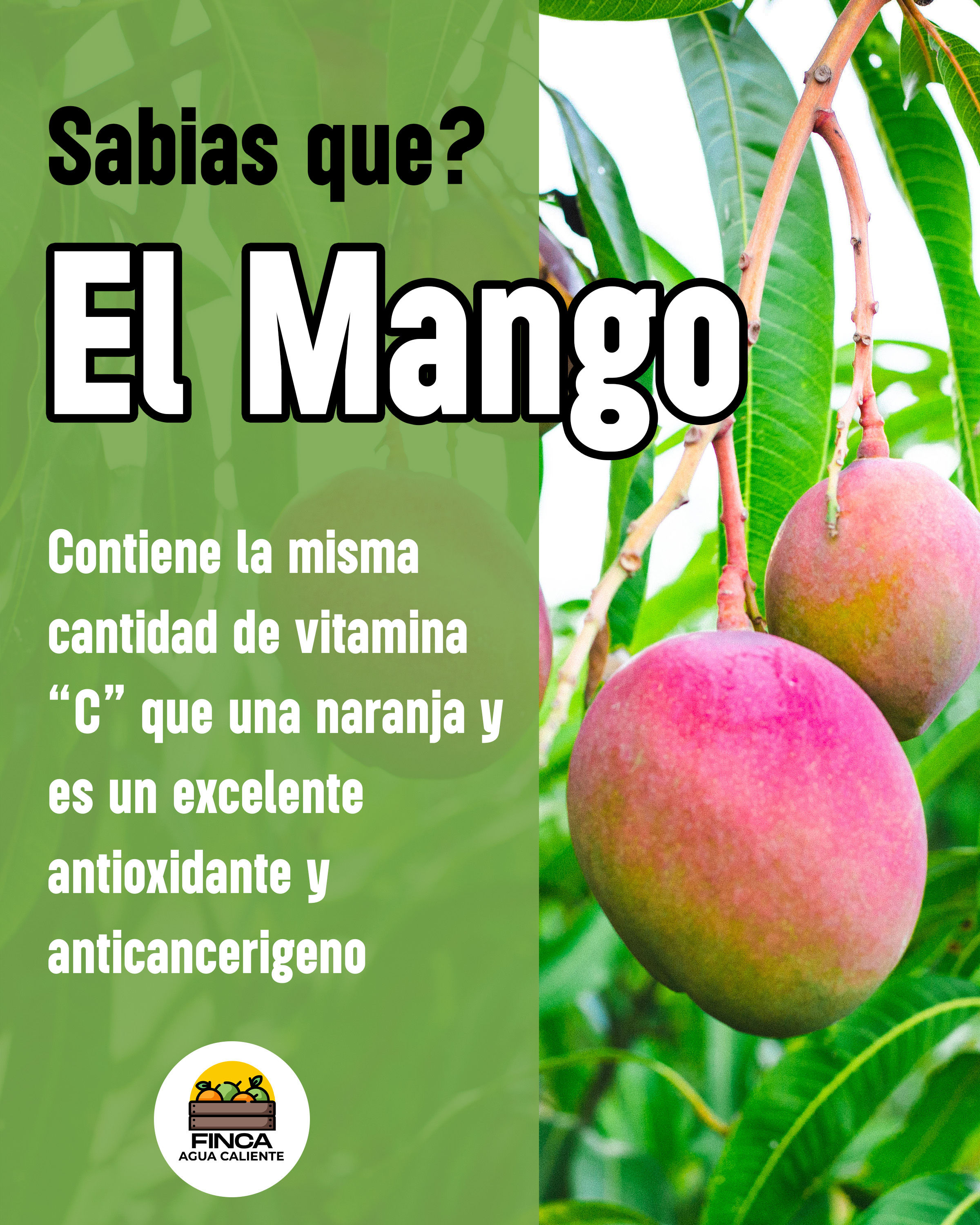 Mango Tomy