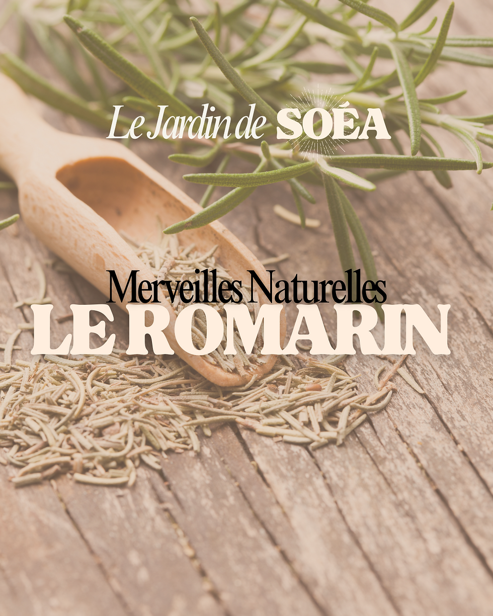 le romarin allié de la vitalité