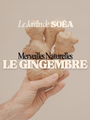 le gingembre