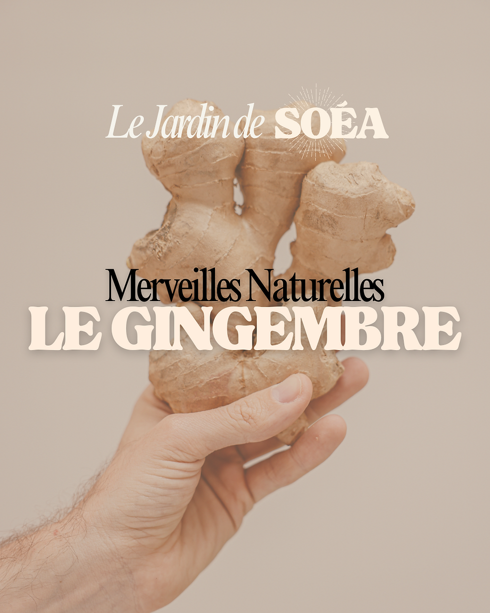 le gingembre et ses bienfaits