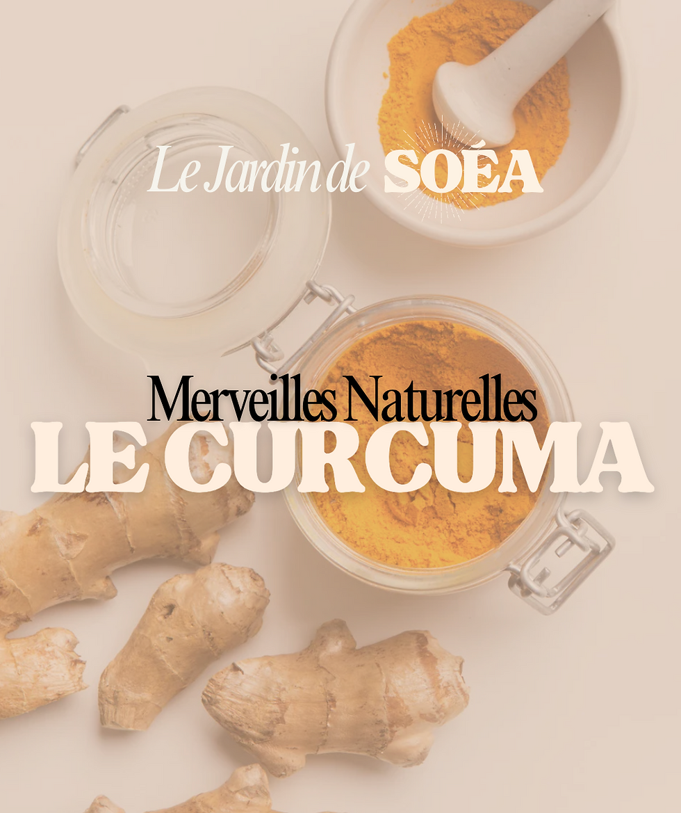le curcuma or végétal