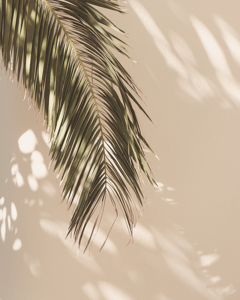 plantes d'intérieur bien etre