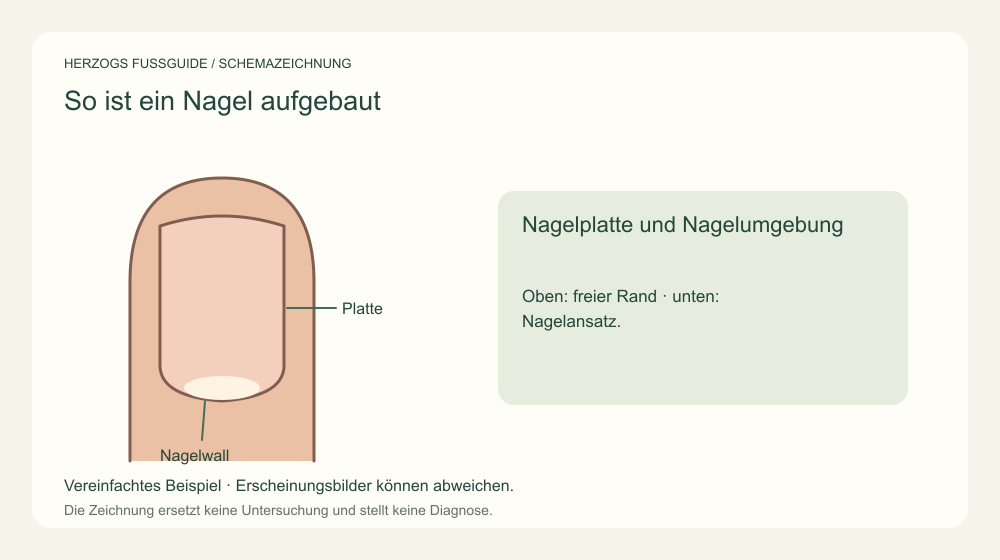Nagelplatte und Nagelumgebung. Oben: freier Rand · unten: Nagelansatz. Medizinische Schemazeichnung; kein Patientenfoto.