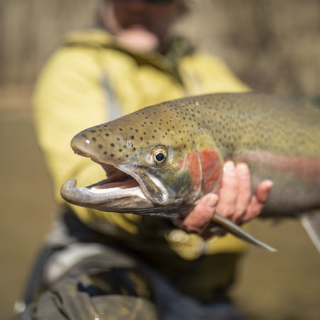 Ohio Fly Fishing Forecast - 4/1/21