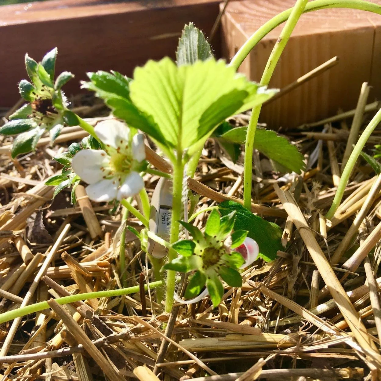 Meghan Kelsey plant.jpg