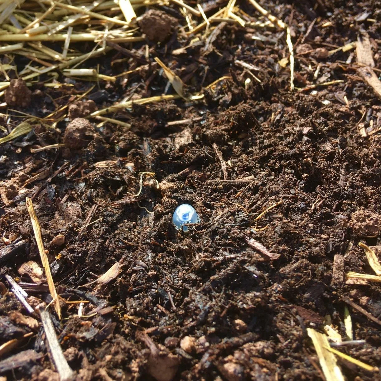 meghan kelsey egg.jpg