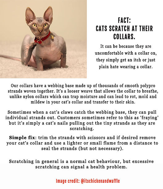 A cat scratching his collar