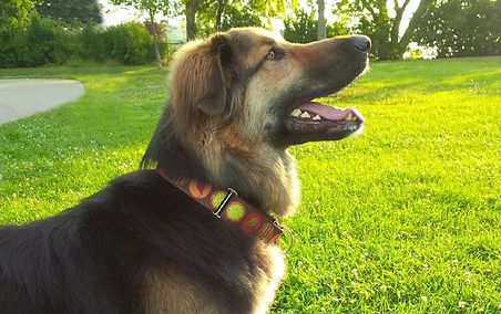 A large dog wearing a dog collar in the park