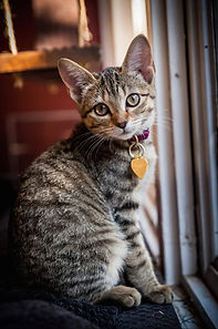a cat looking at the camera