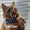 Thumbnail: Bow Tie - Royal Stewart Tartan - Collar Attachment For Dogs or Cats in 5 Sizes