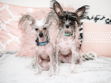 Two small dogs wearing floral collars