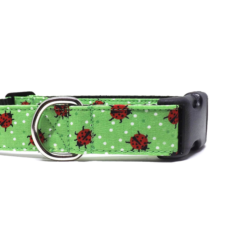 Thumbnail: close up of dog collar with red ladybugs on a bright green background with polka dots