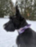 black dog wearing a purple plaid collar with a matching bow