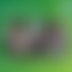 Competencias para la Vida | PPG