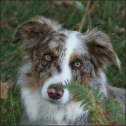 border collie