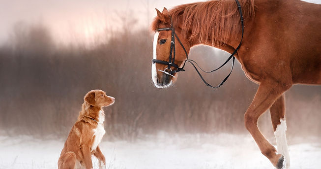 horse and dog.jpeg