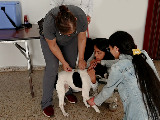 Jornada de vacunación y valoración médica para animales de compañía en Suba.