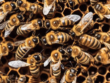 Catching Bee Swarms: A Vital Service for Central Virginia Communities