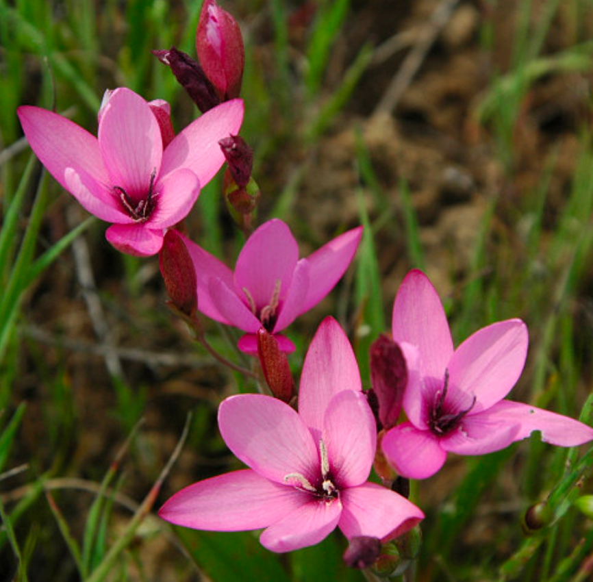 Hesperantha pauciflora