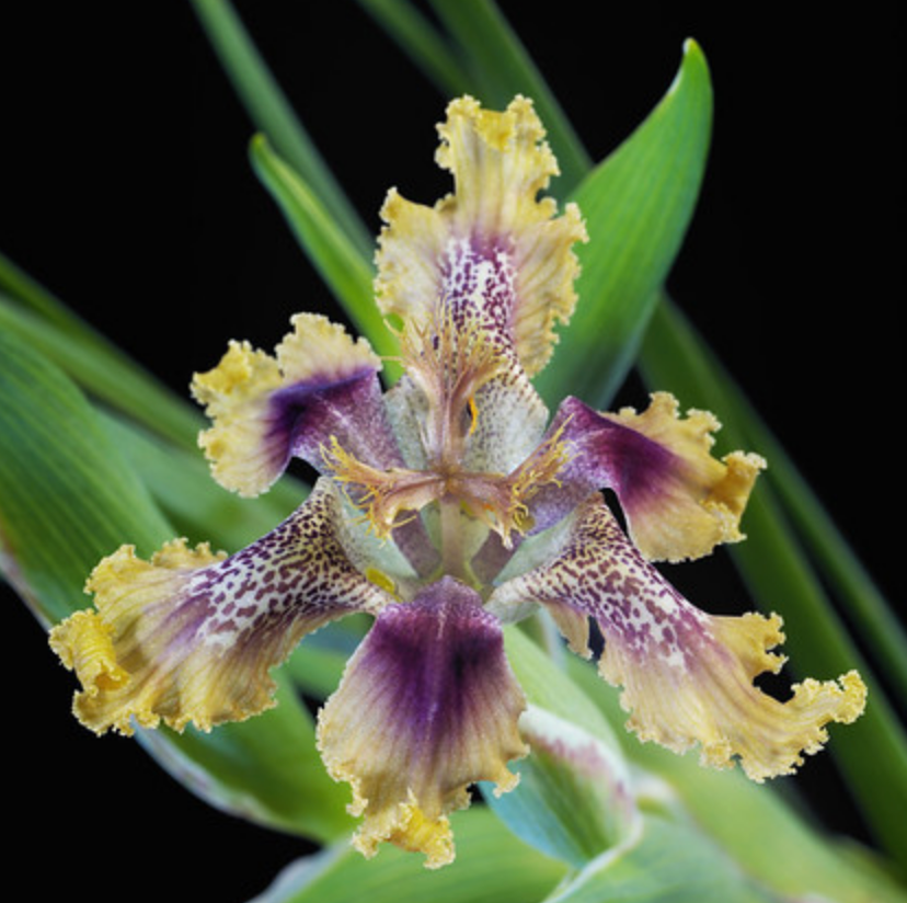 Ferraria densepunctulata