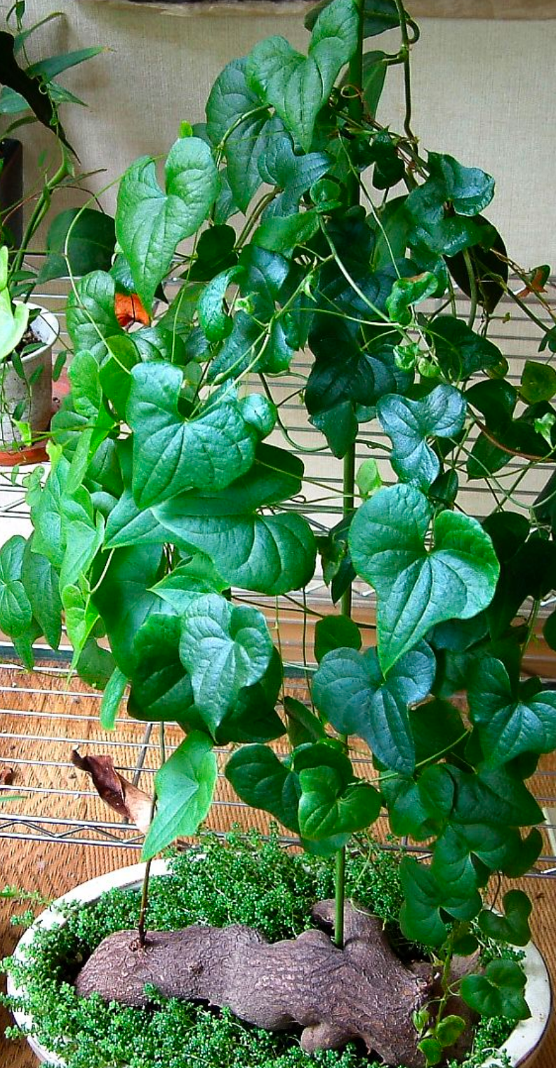 Dioscorea sylvatica