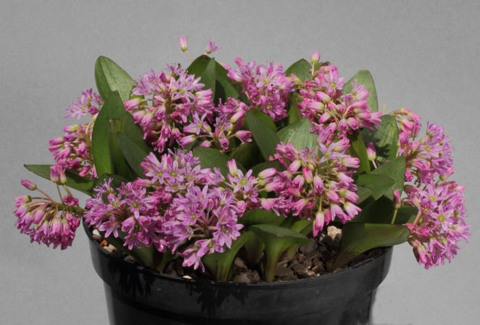 Ledebouria cooperi