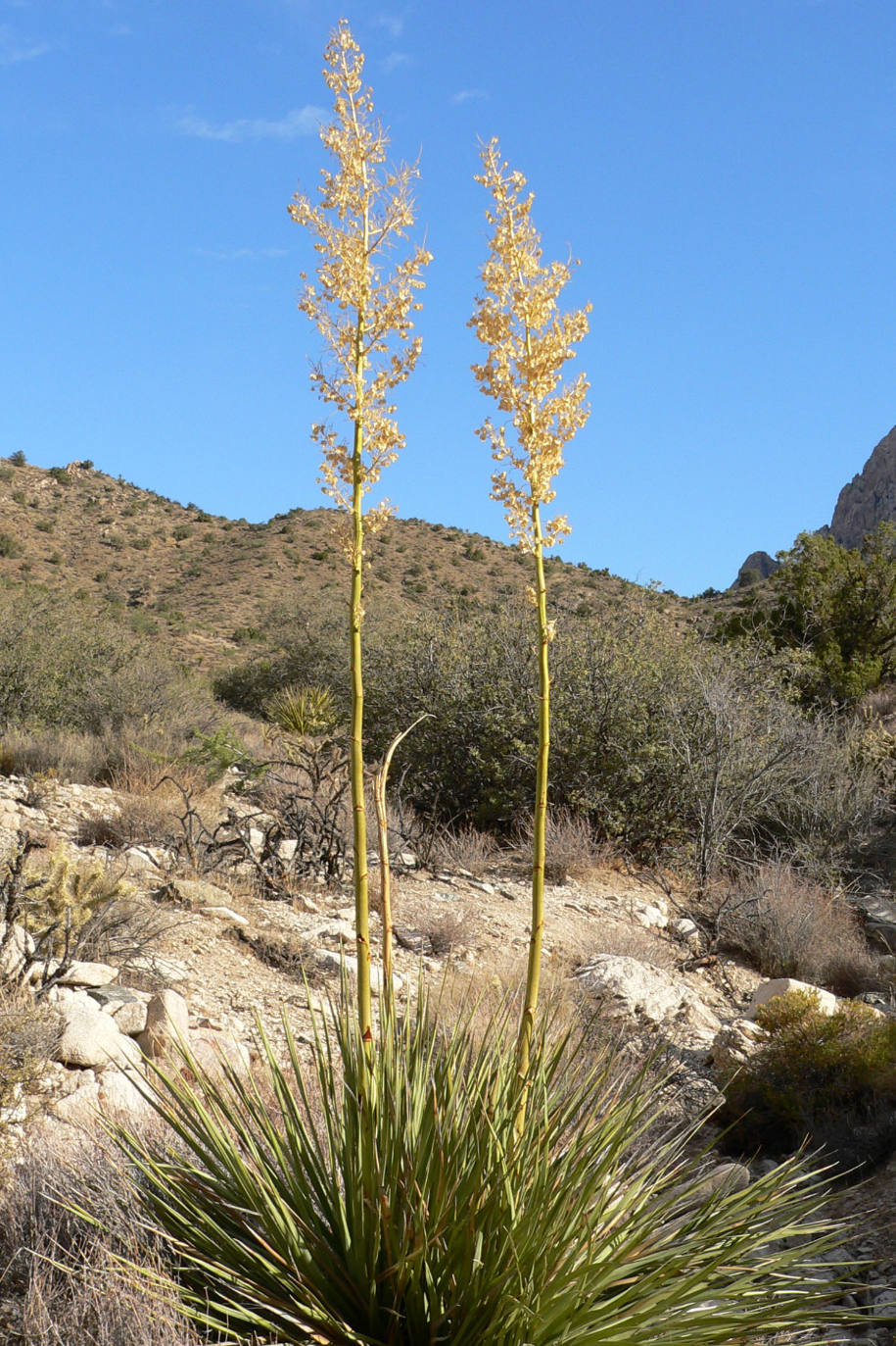 Nolina bigelovii