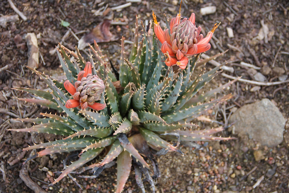 Aloe longistyla