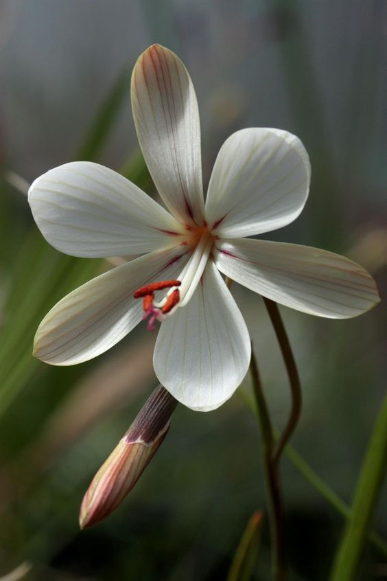 Geissorhiza confusa