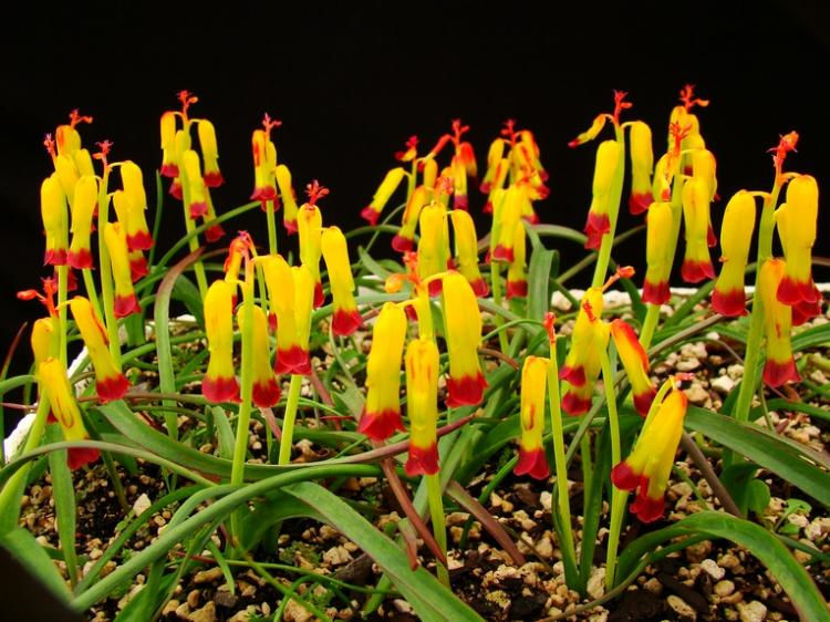 Lachenalia aloides