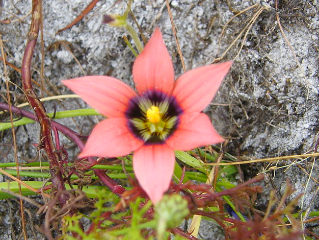 Romulea hirsuta