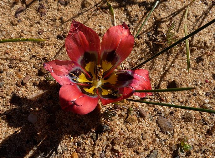Romulea sabulosa