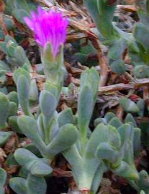 Braunsia stayneri