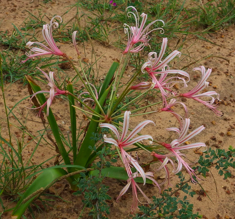Nerine laticoma